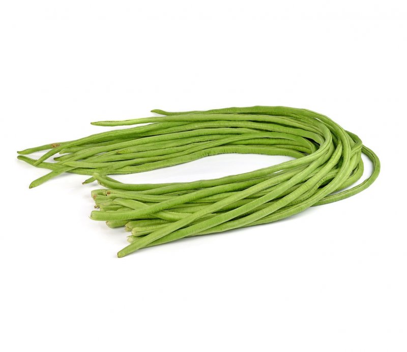 Vigna CF. Speciosa