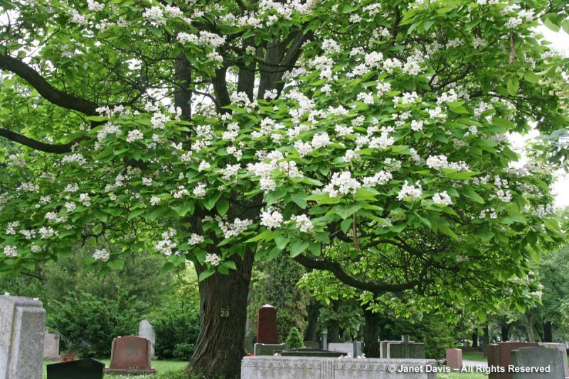 Катальпа прекрасная (speciosa)