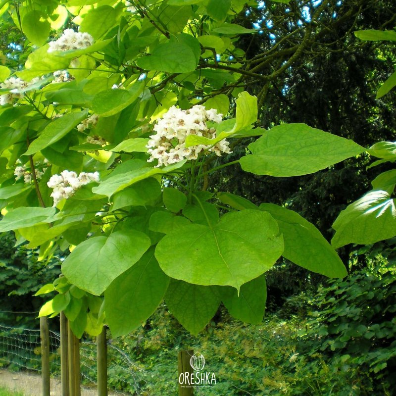 Катальпа speciosa