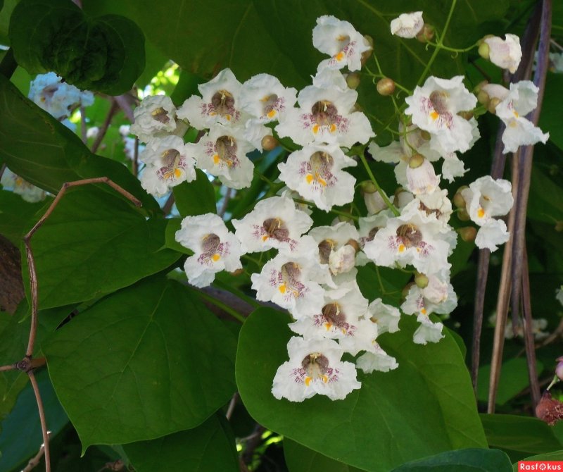Катальпа бигнониевидная (Catalpa bignonioides)
