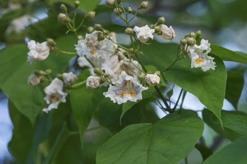 Катальпа прекрасная (speciosa)