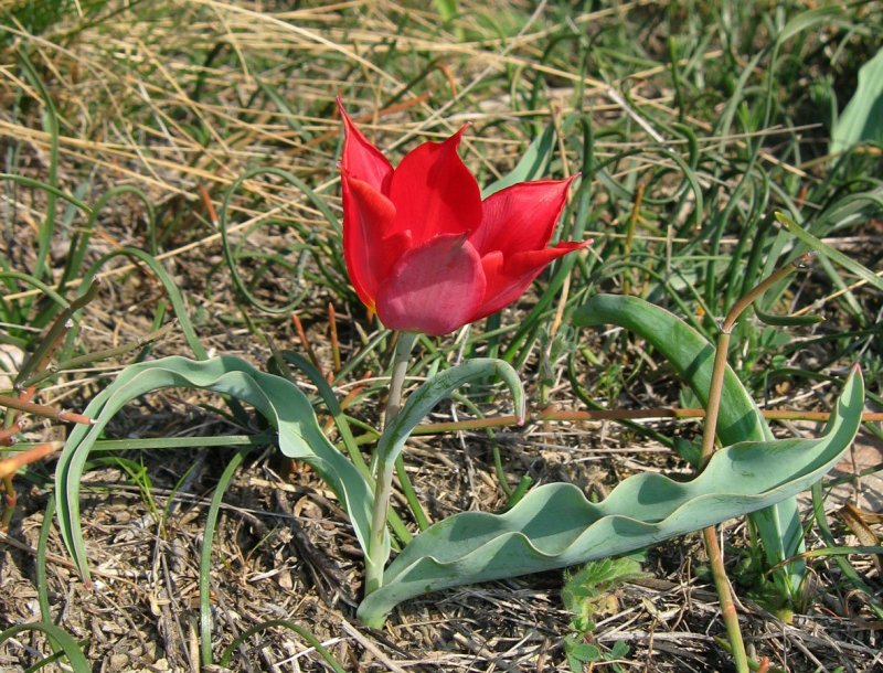 Шренка (Геснера)
