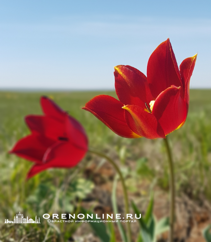 Тюльпан Шренка , купальница
