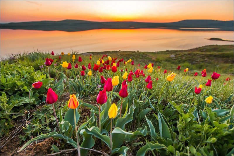 Тюльпан Шренка Tulipa schrenkii