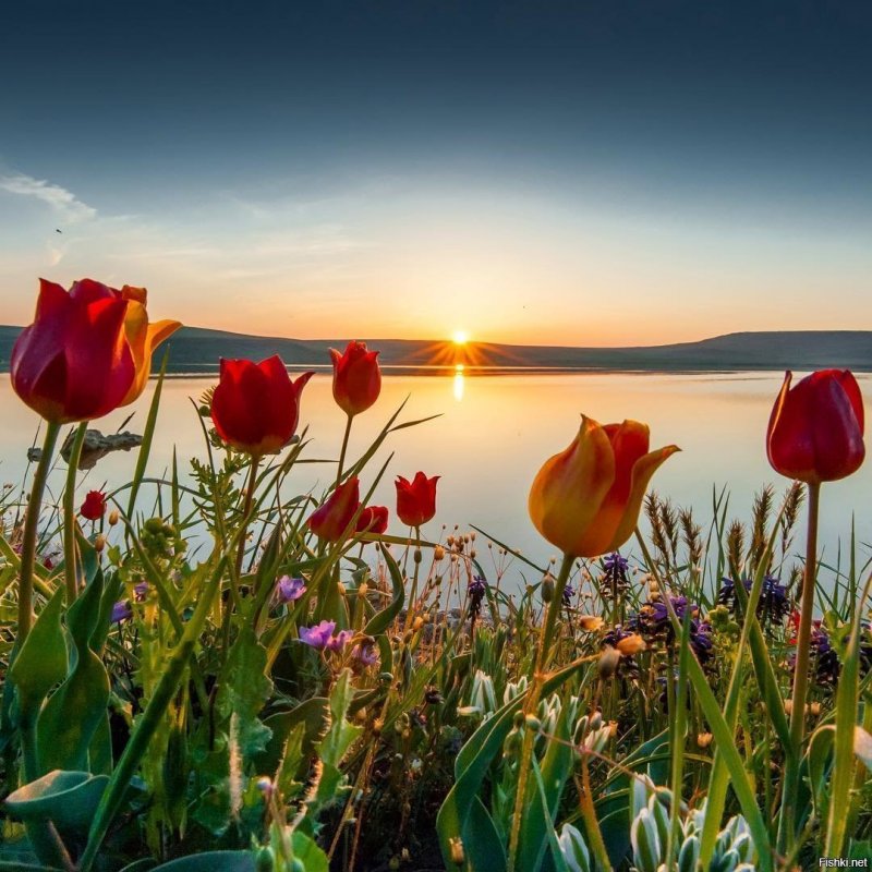 Природа Дона тюльпан Шренка