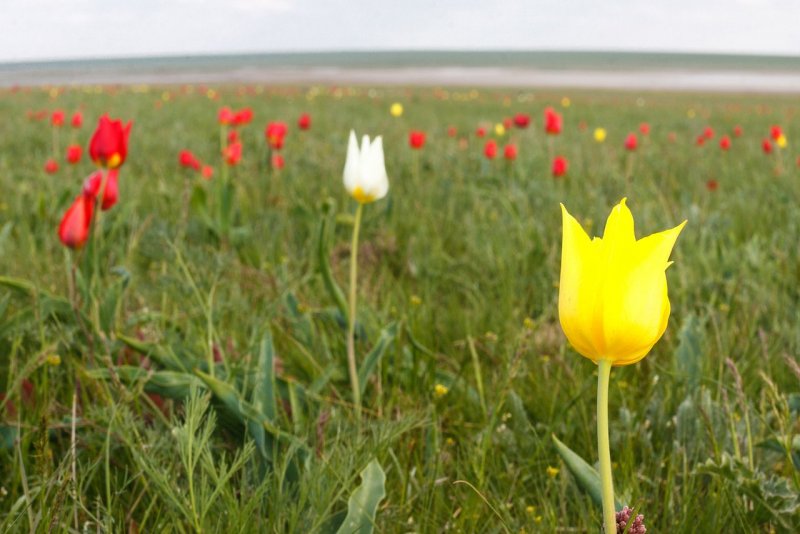 Тюльпаны Шренка Баскунчак