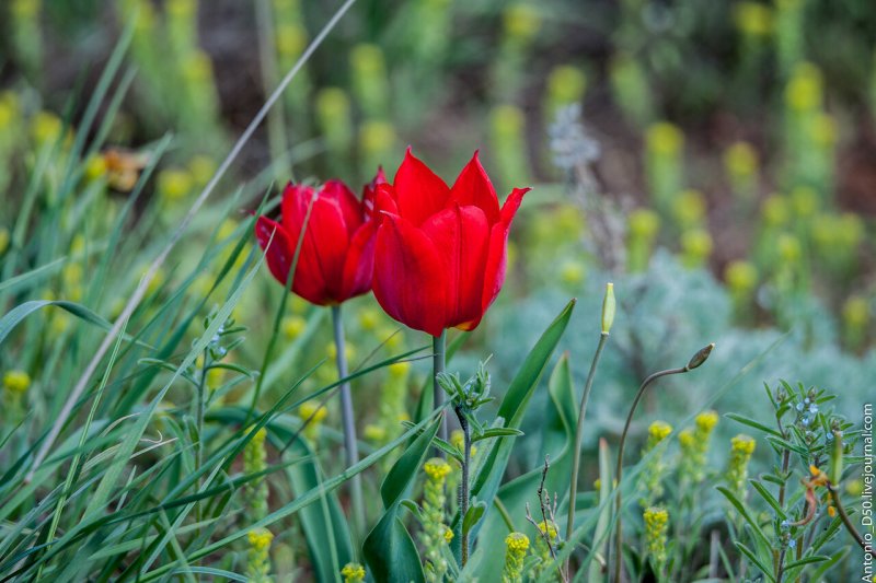 Тюльпан Геснера (Tulipa gesneriana).