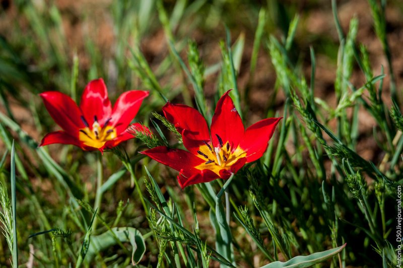 Тюльпан Геснера (Tulipa gesneriana).