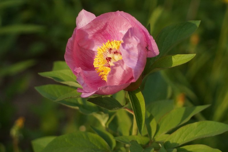 Пион кавказский Paeonia Caucasica