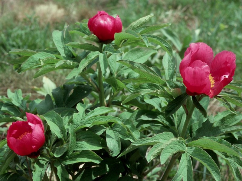 Officinalis rubra Plena пион
