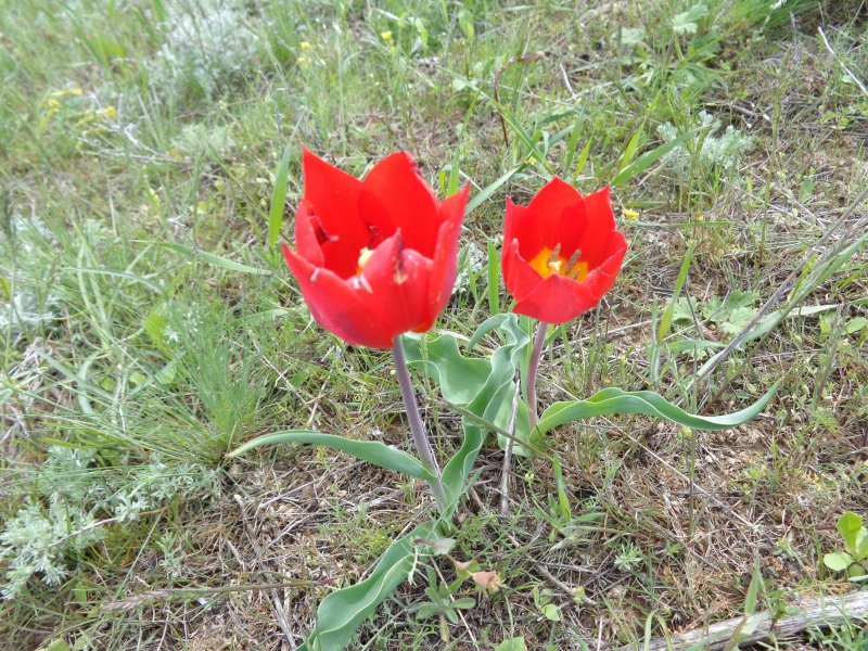 Тюльпан Шренка в Крыму