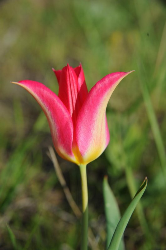 Тюльпан Шренка Tulipa schrenkii