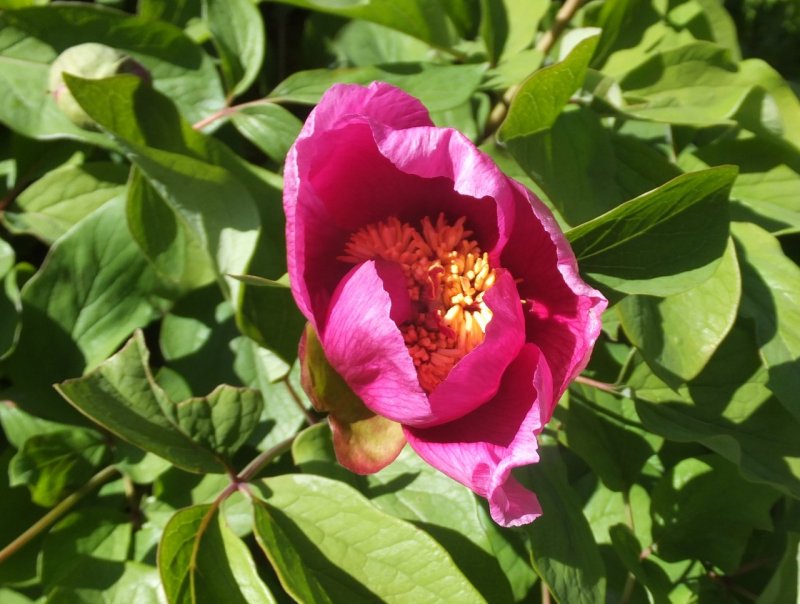 Пион кавказский Paeonia Caucasica
