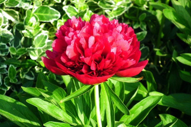 Paeonia wittmanniana - пион Виттмана