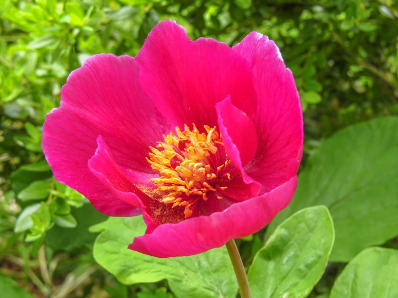 Пион кавказский Paeonia Caucasica
