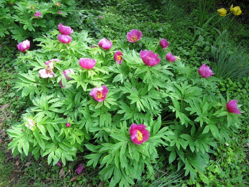 Paeonia daurica