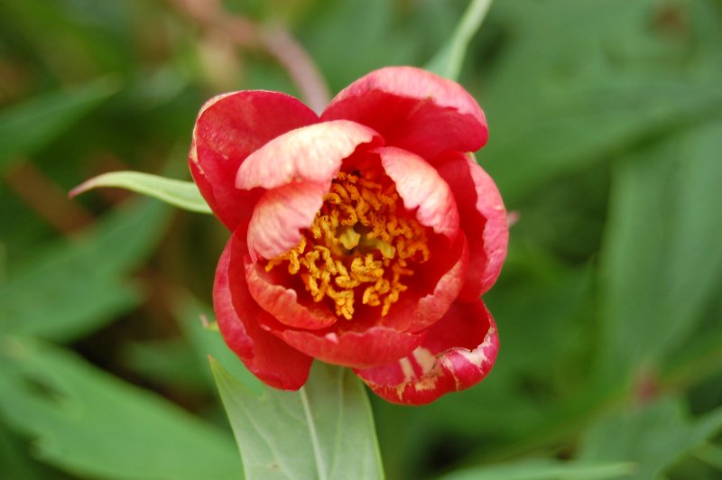Пион ред Чарм Red Charm