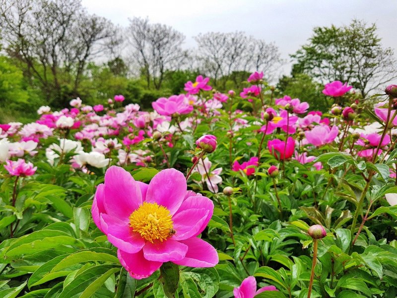 Paeonia officinalis