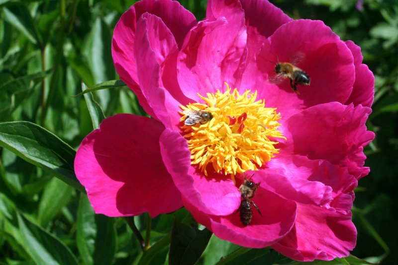 Пион кавказский - Paeonia Caucasica (Schipz.) Schipz.