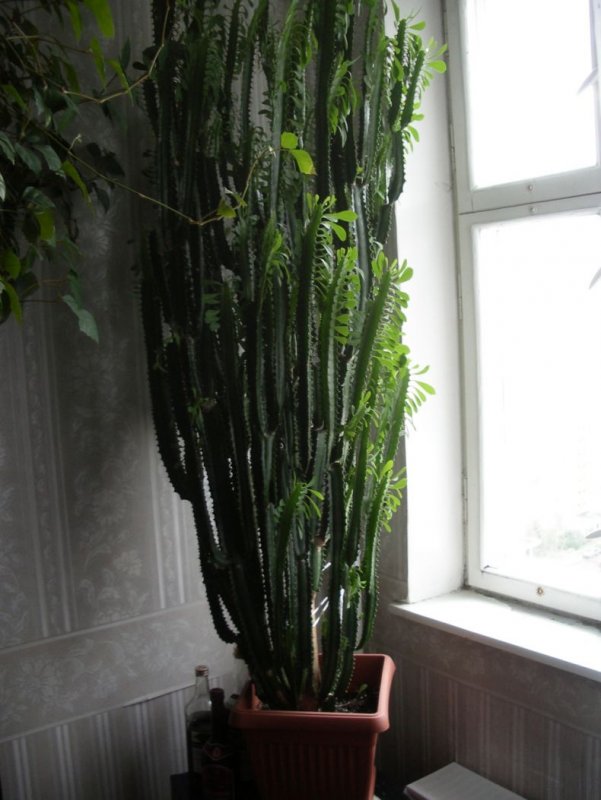 Кактус молочай эуфорбия