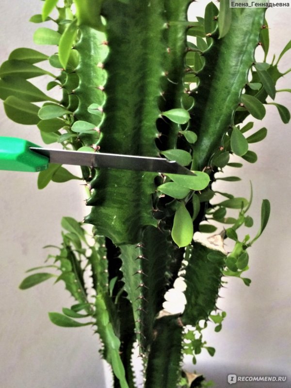 Молочай треугольный (Euphorbia Trigona)