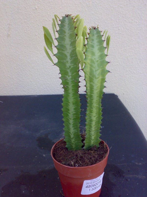 Эуфорбия Trigona rubra
