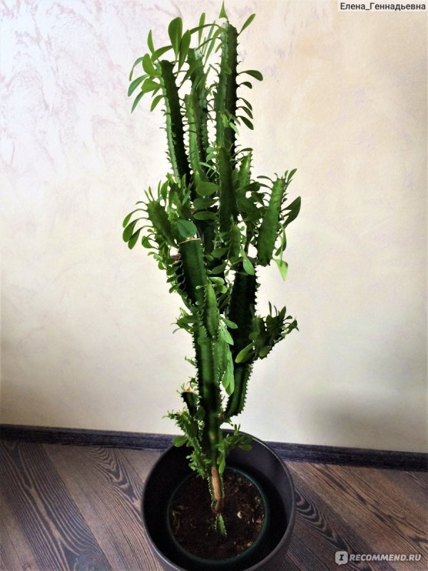 Молочай цереусовидный (Euphorbia cereiformis)