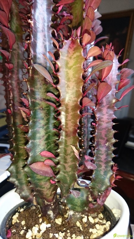 Tall Cactus