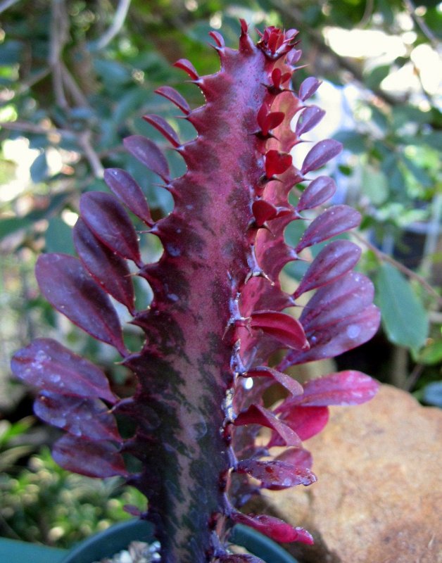 Euphorbia Eritrea Кактус