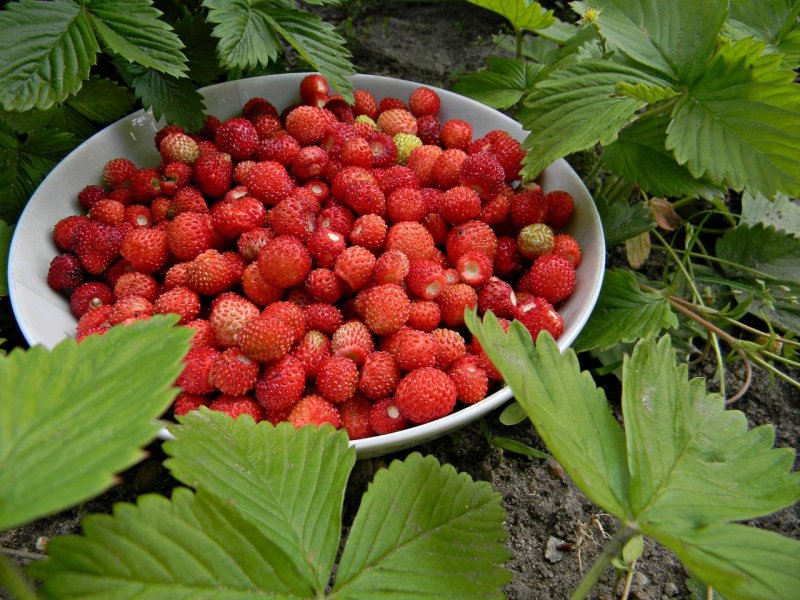 Земляника Лесная (Fragaria vesca)