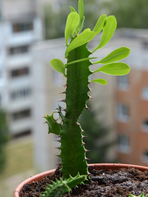Молочай треугольный (Euphorbia Trigona)