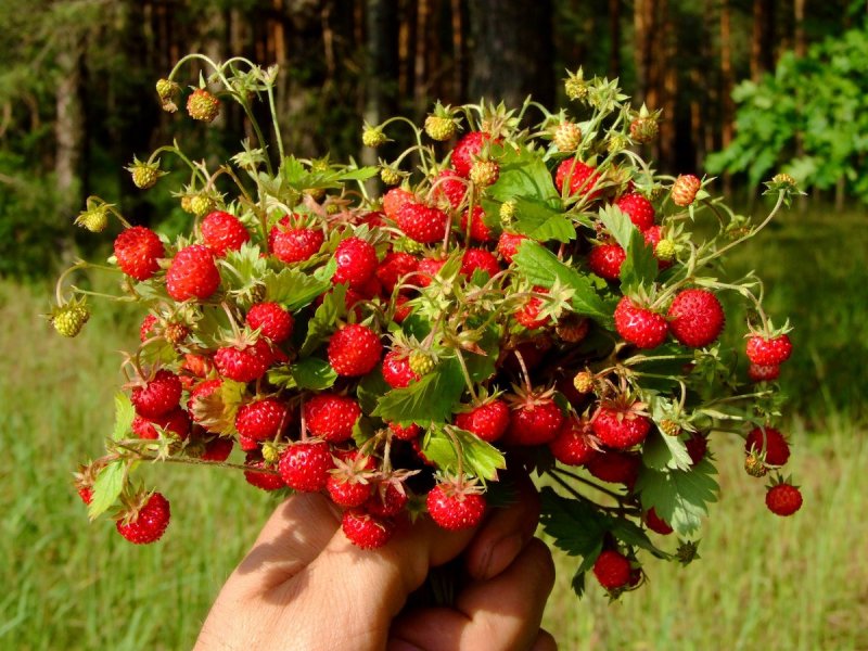 Земляника Лесная картинки