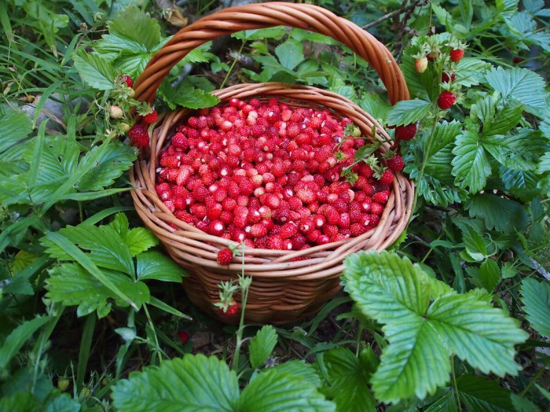 Земляника Лесная кустик