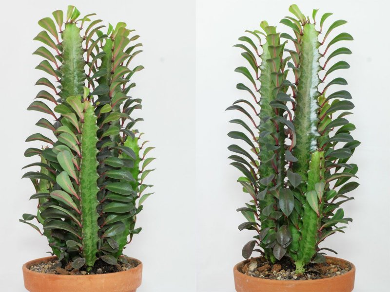 Amandelwolfsmelk Euphorbia молочай