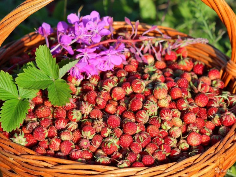 Земляника Fragaria