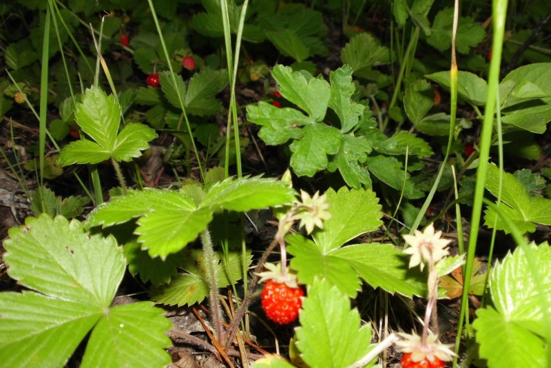 Земляника Лесная (Fragaria vesca)