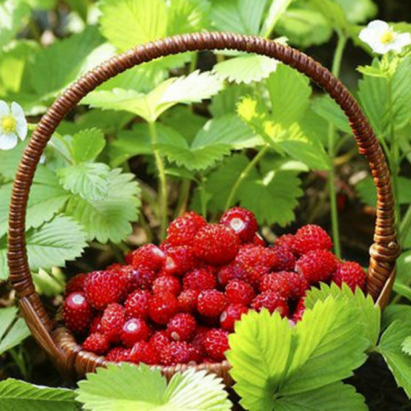 Земляника Лесная (Fragaria vesca l.)
