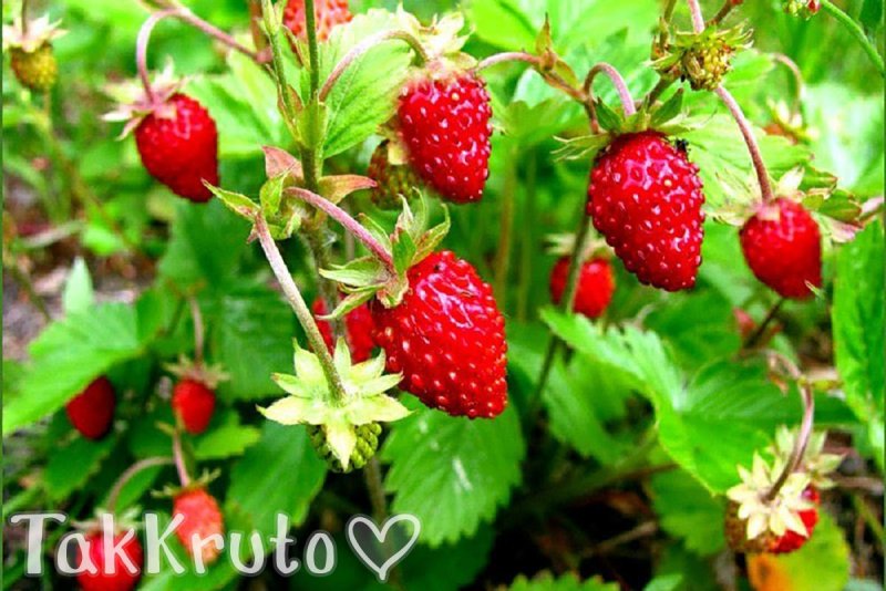 Земляника Лесная (Fragaria vesca)