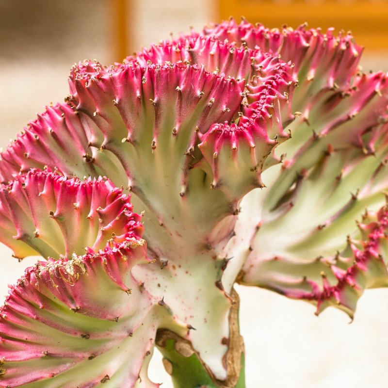 Euphorbia ingens