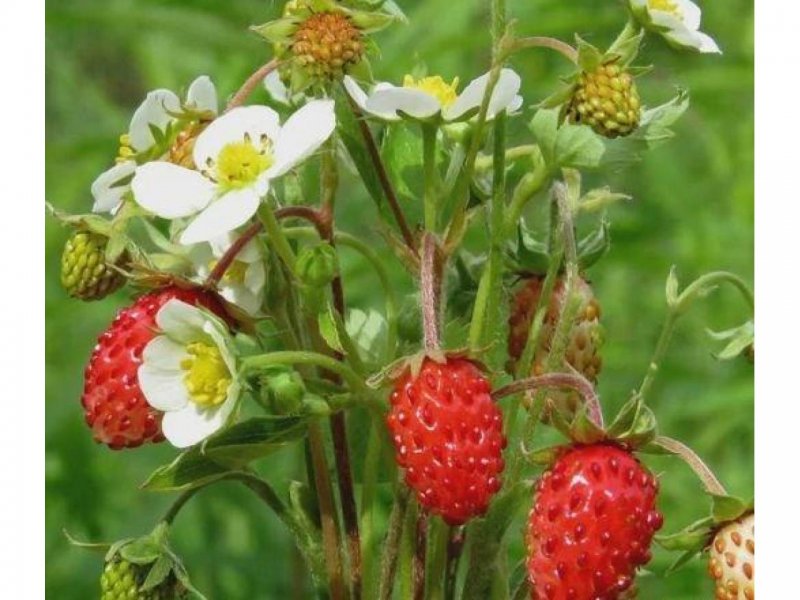 Fragaria - земляника - rot