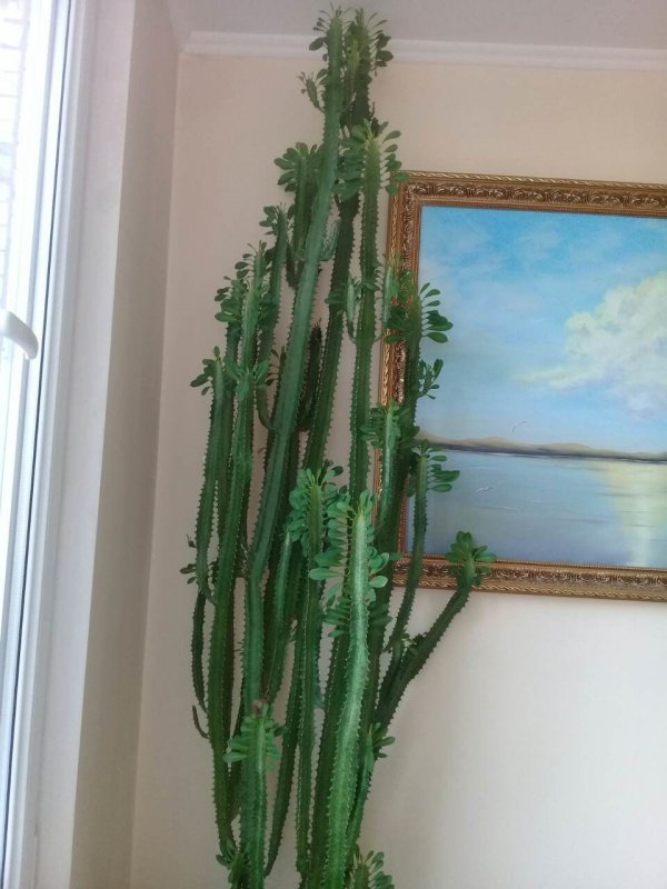 Молочай Trigona rubra
