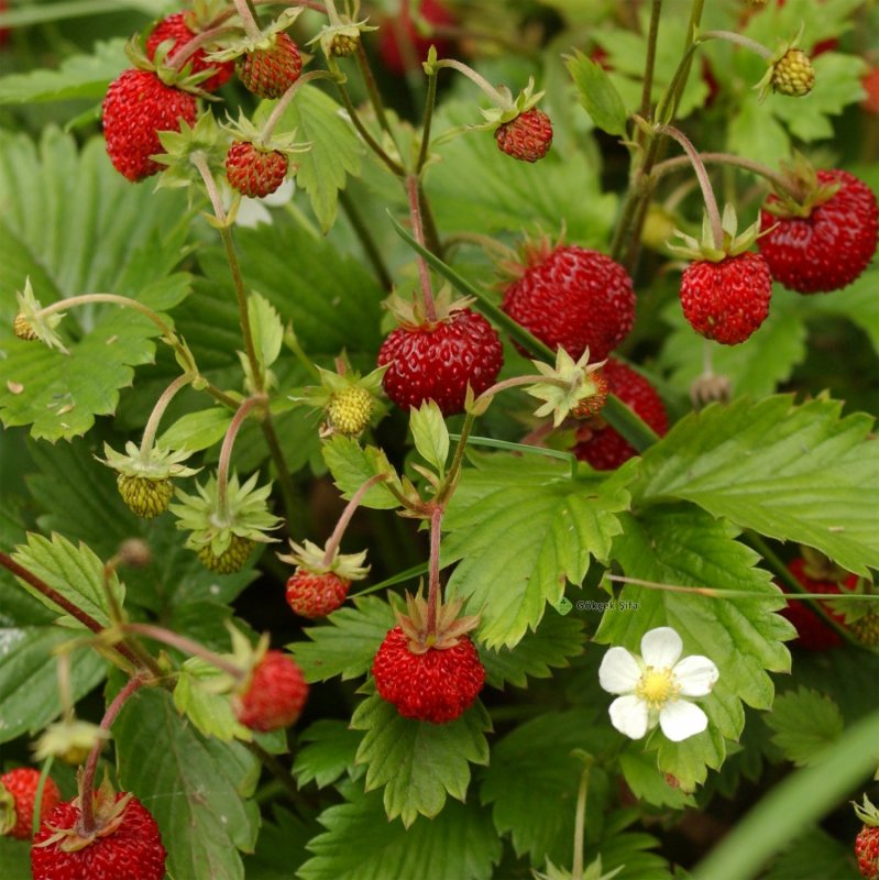 Земляника Лесная (Fragaria vesca)