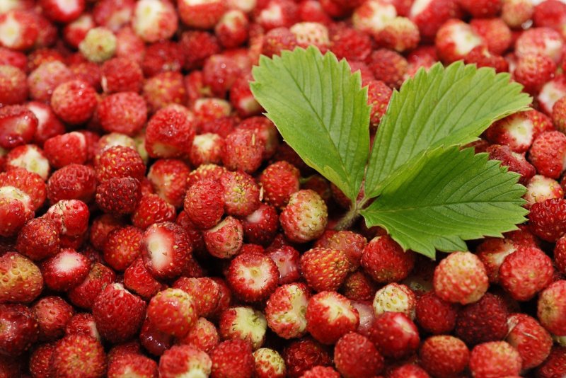 Земляника Лесная (Fragaria vesca)