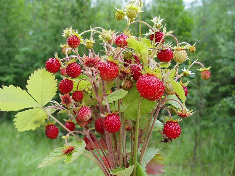 Плоды земляники Лесной