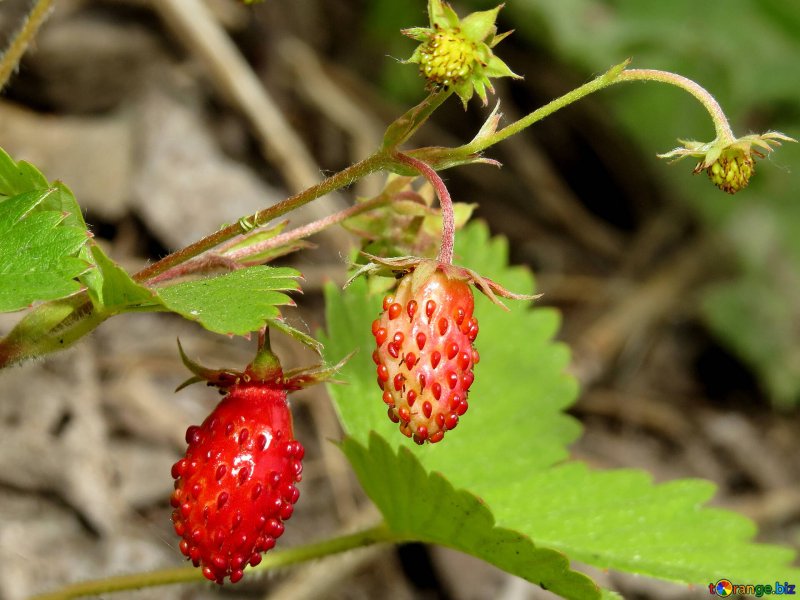 Земляника Лесная (Fragaria vesca)