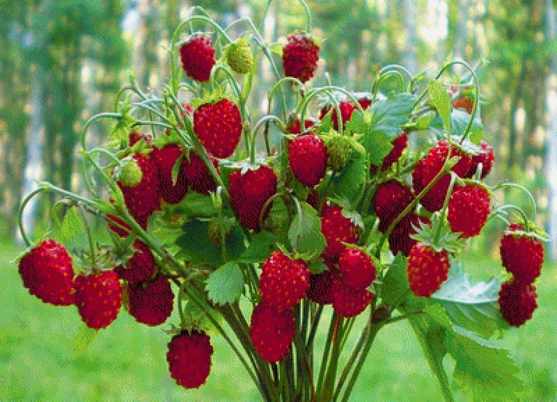Сибирская земляника Лесная