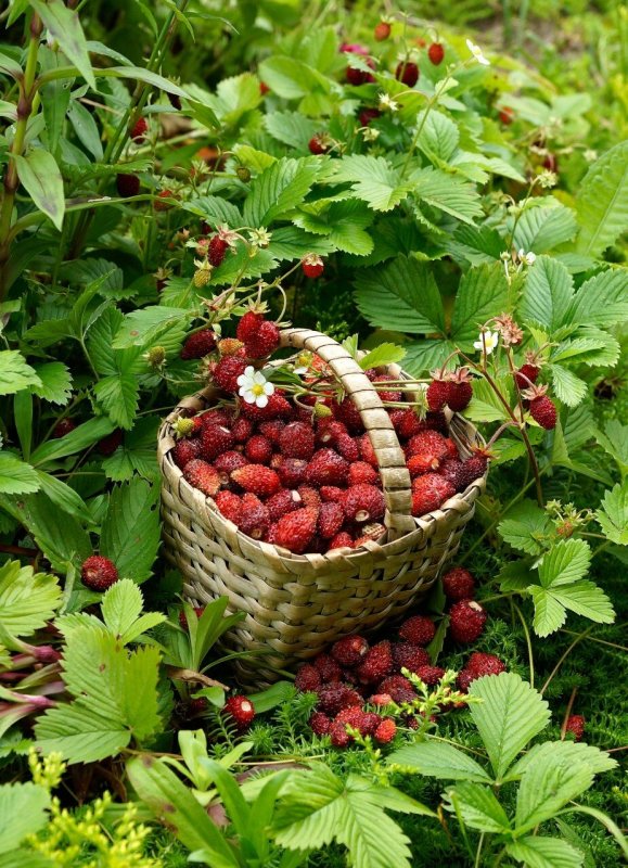 Клубника Луговая (Полуница)