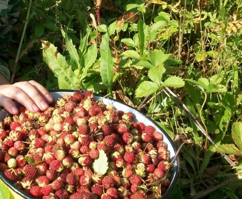 Земляника Садовая и Лесная