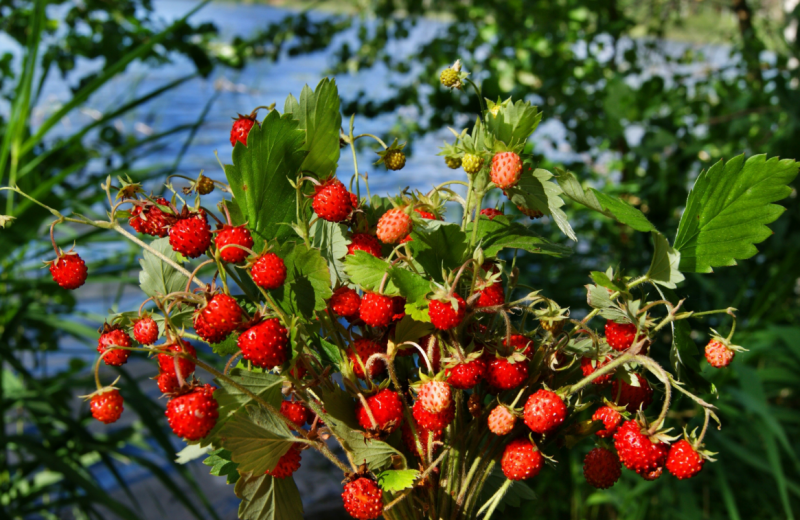 Fragaria vesca