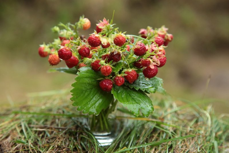 Fragaria vesca
